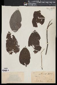 Mucuna urens image