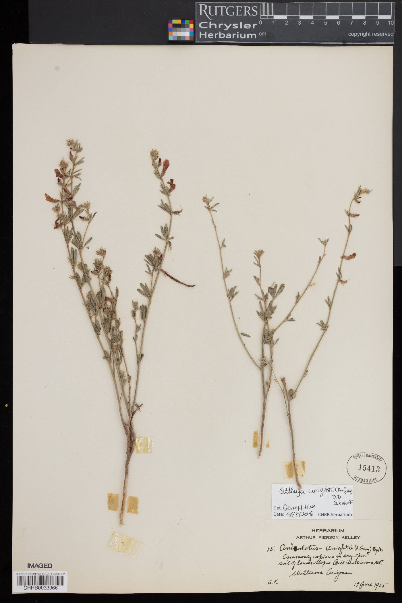 Ottleya wrightii image