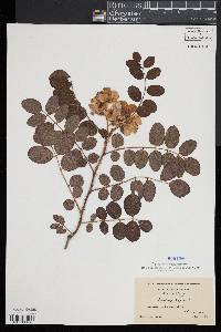 Robinia hispida image