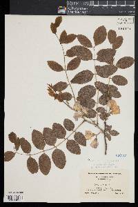 Robinia hispida image