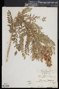 Sophora alopecuroides image