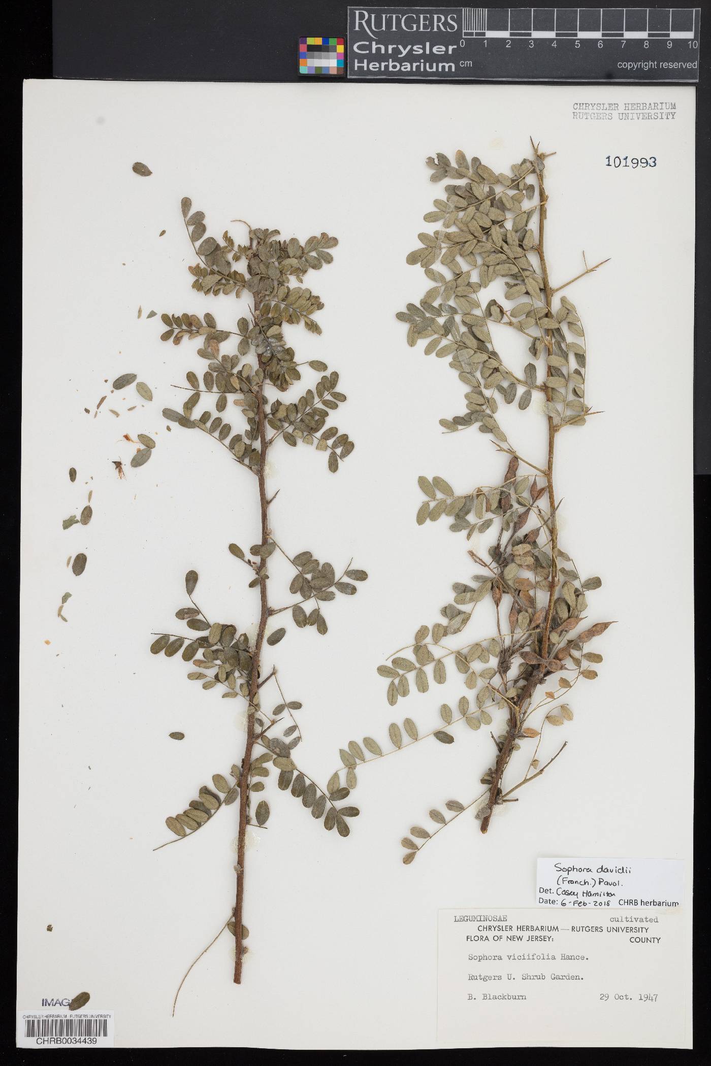 Sophora davidii image