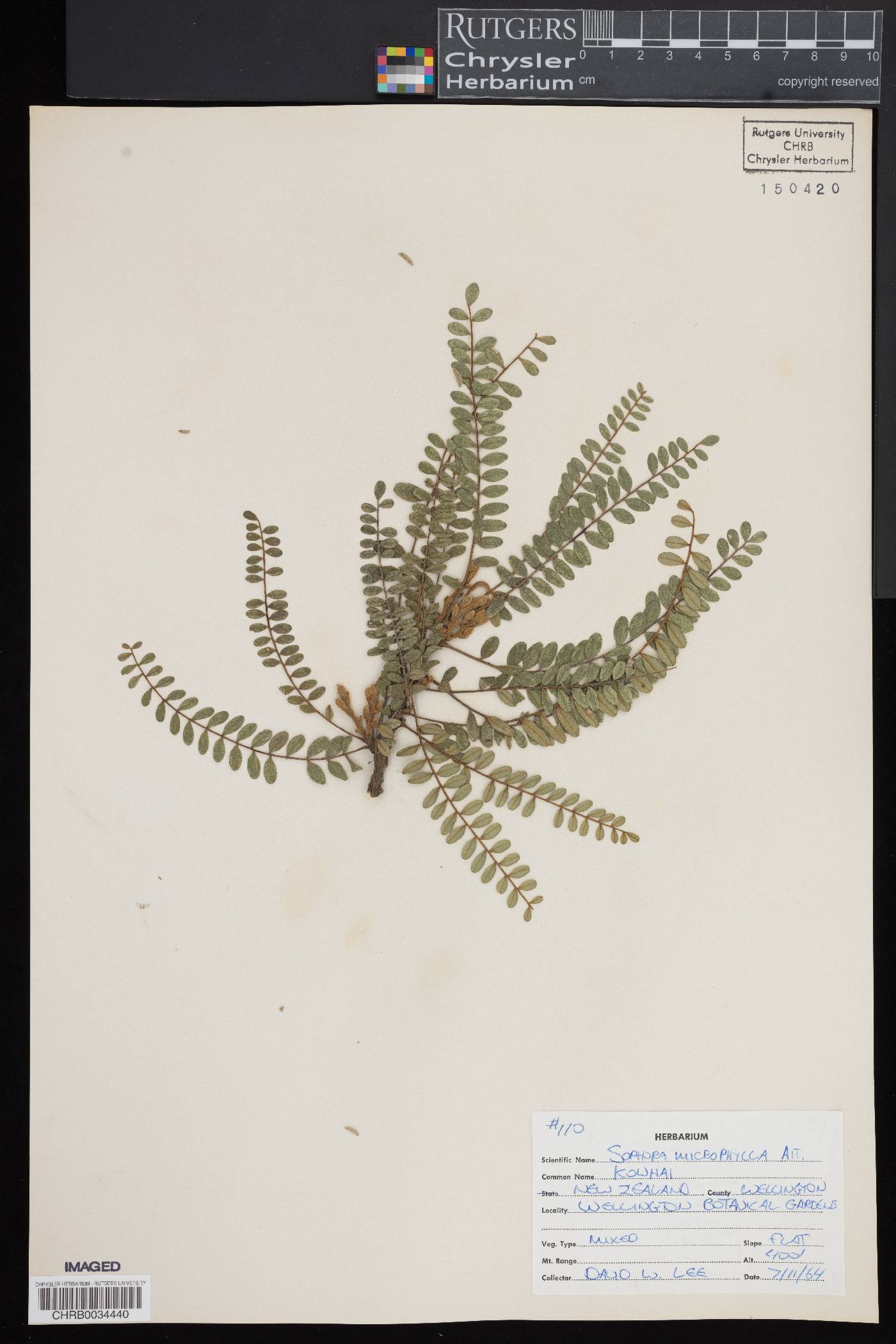 Sophora microphylla image