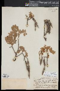 Sophora chrysophylla image