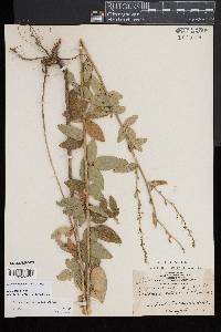 Desmodium perplexum image