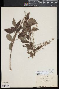 Desmodium perplexum image