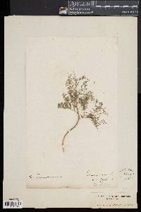 Swainsona galegifolia image