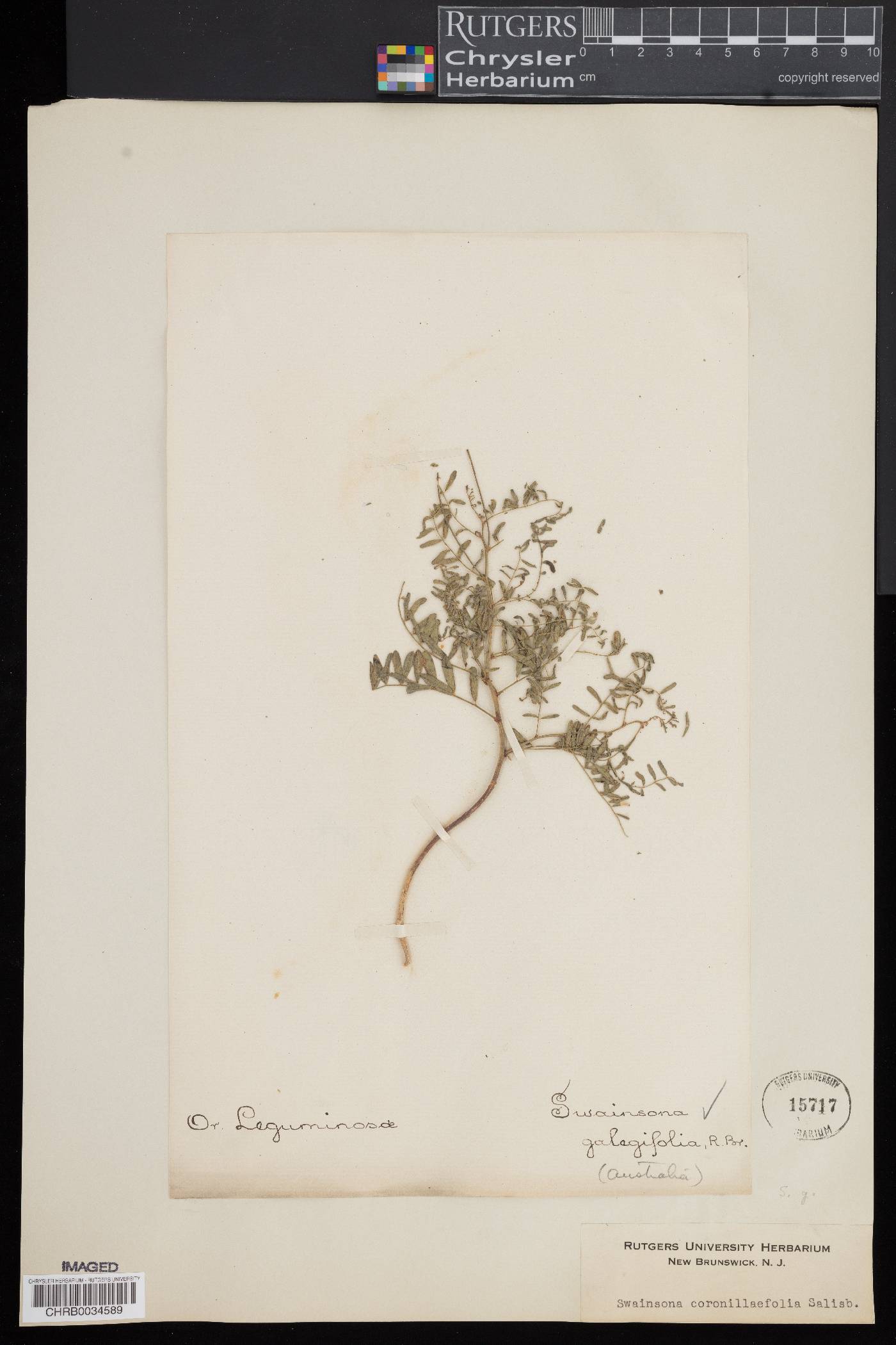 Swainsona galegifolia image