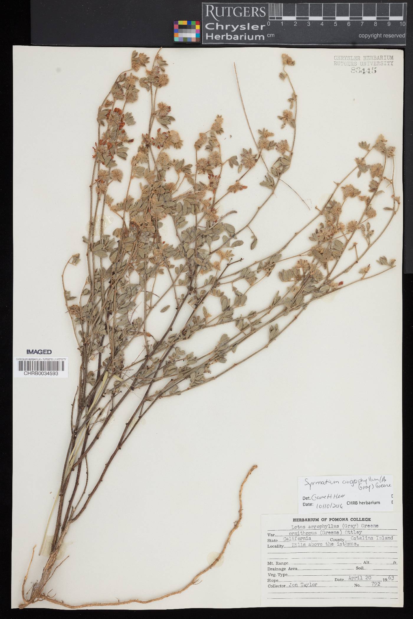 Syrmatium argophyllum image