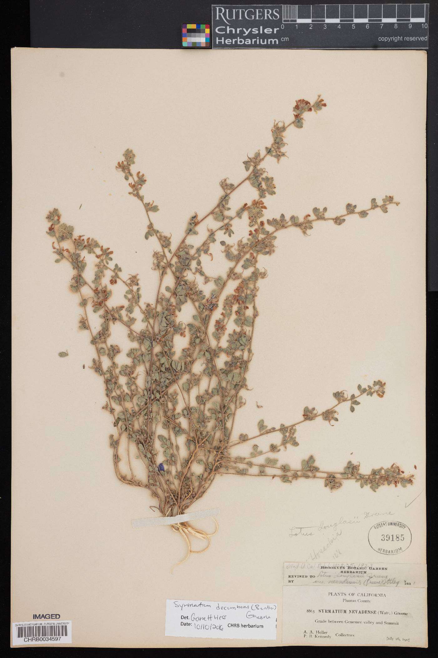 Syrmatium decumbens image
