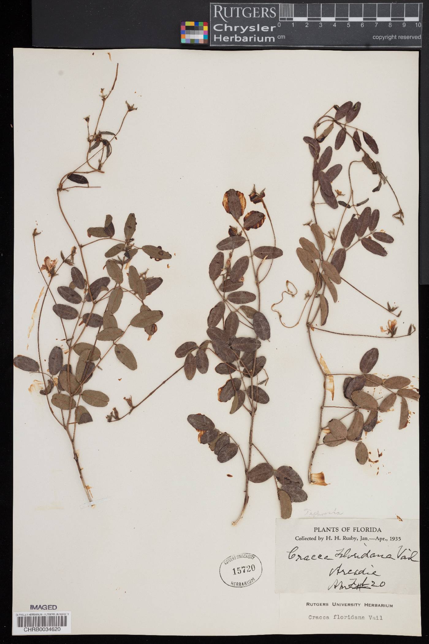 Cracca floridana image