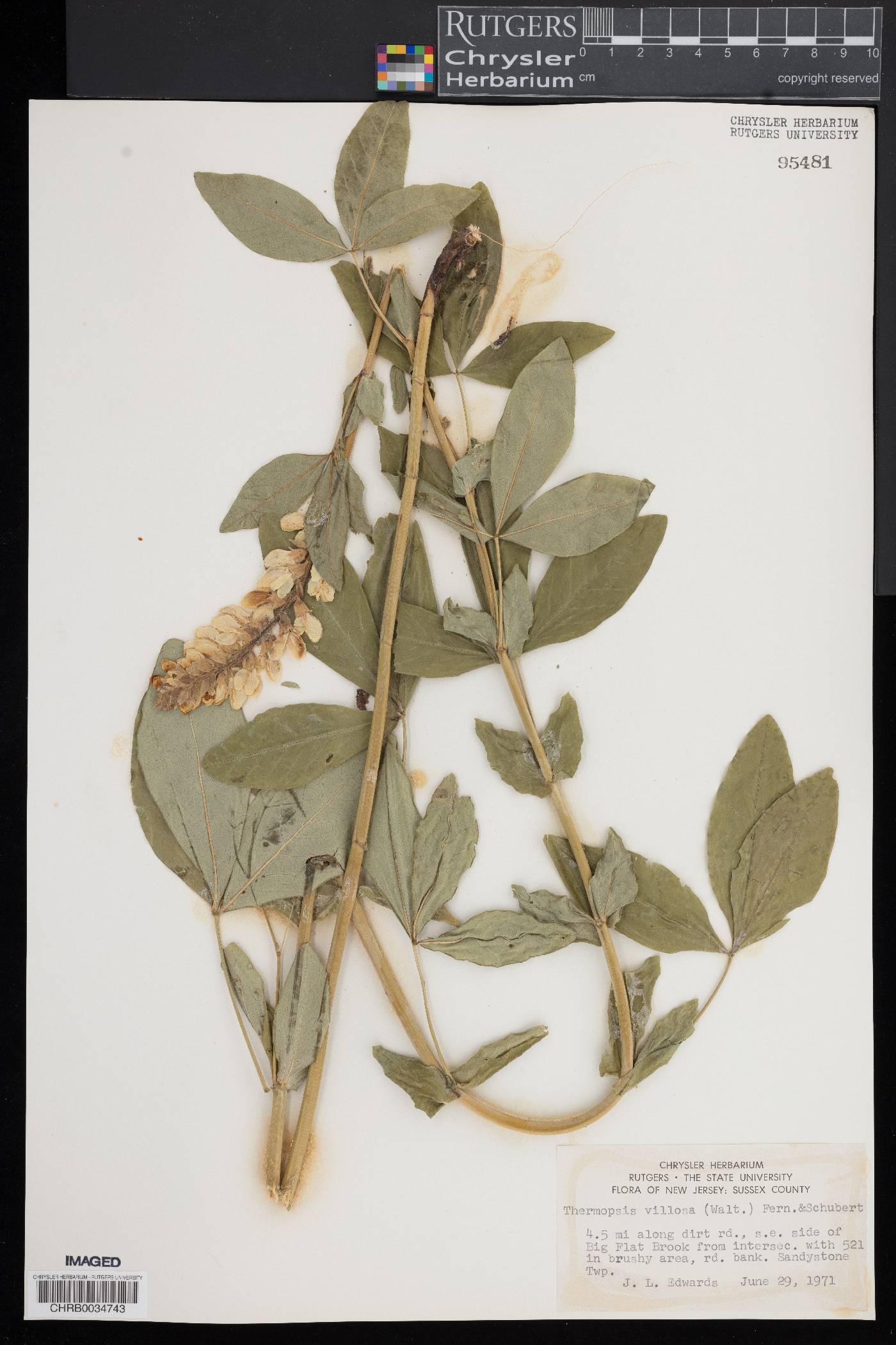 Thermopsis villosa image