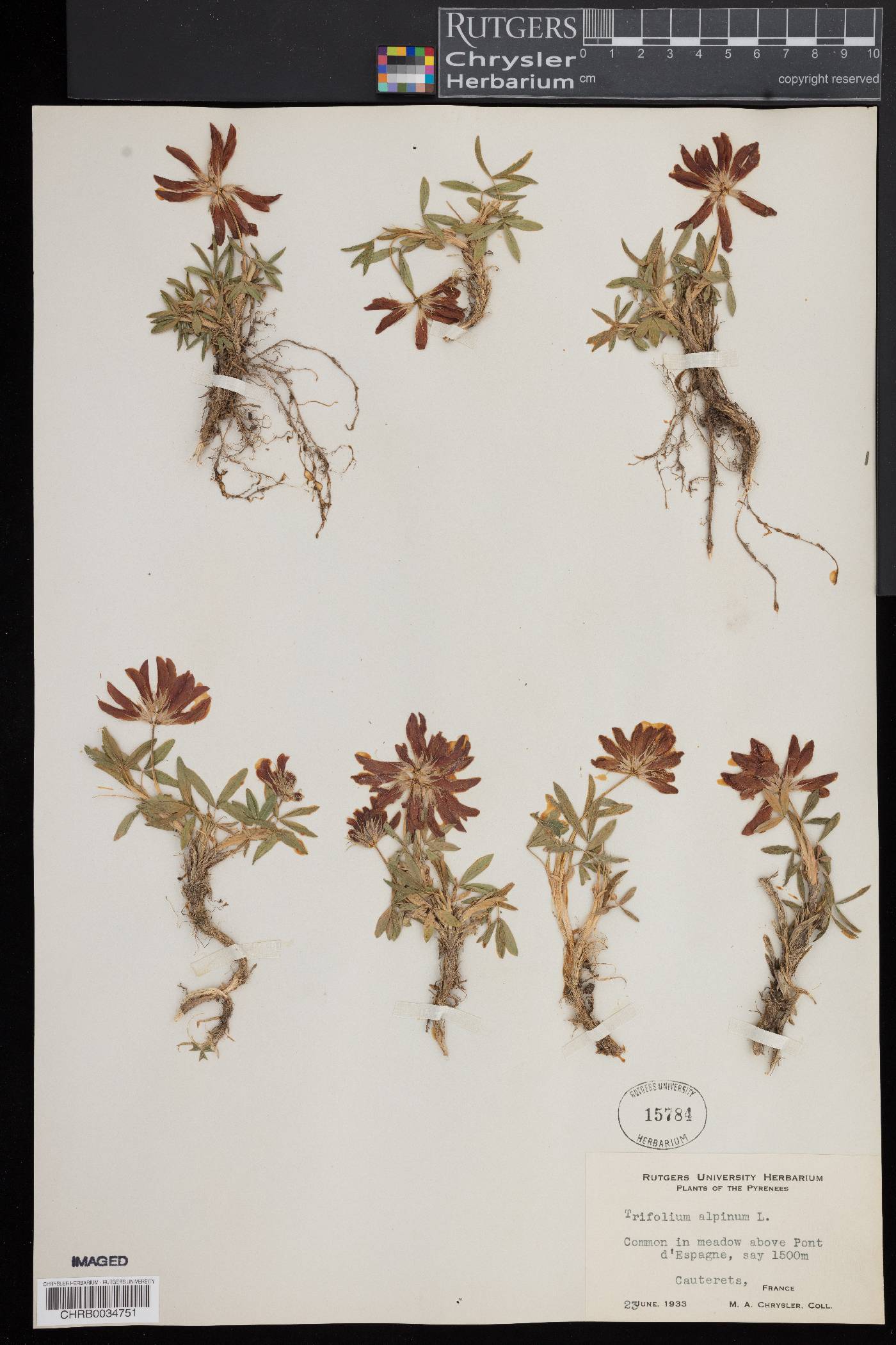 Trifolium alpinum image