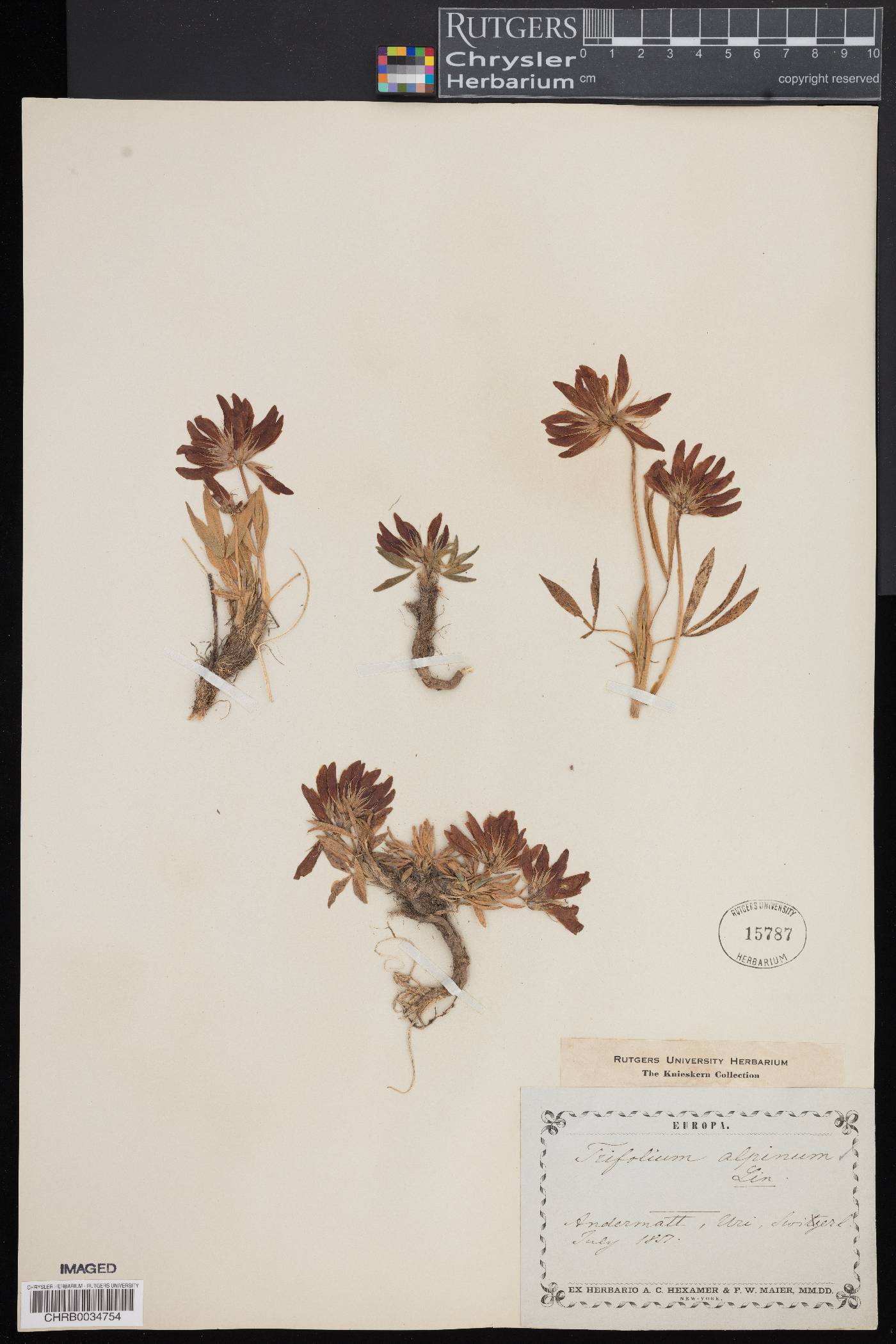 Trifolium alpinum image