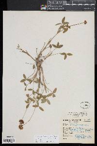 Image of Trifolium goniocarpum
