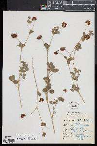 Trifolium amabile var. mexicanum image
