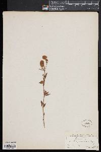 Trifolium arvense image