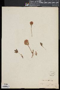 Trifolium brandegei image