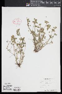 Trifolium dubium image