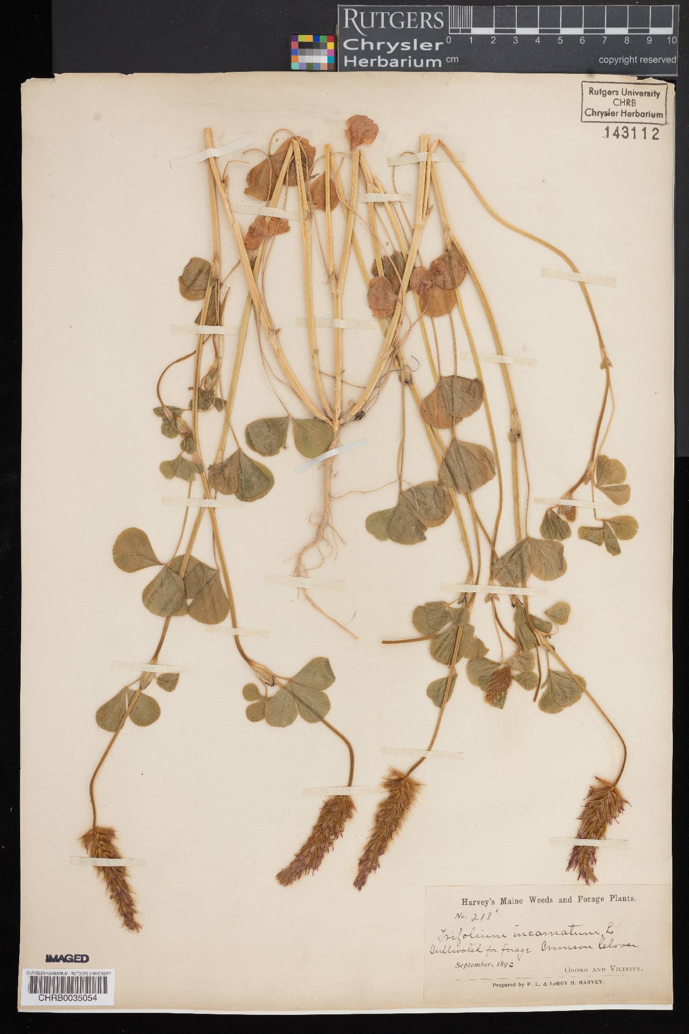 Trifolium incarnatum image