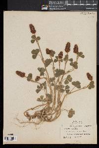 Trifolium incarnatum image