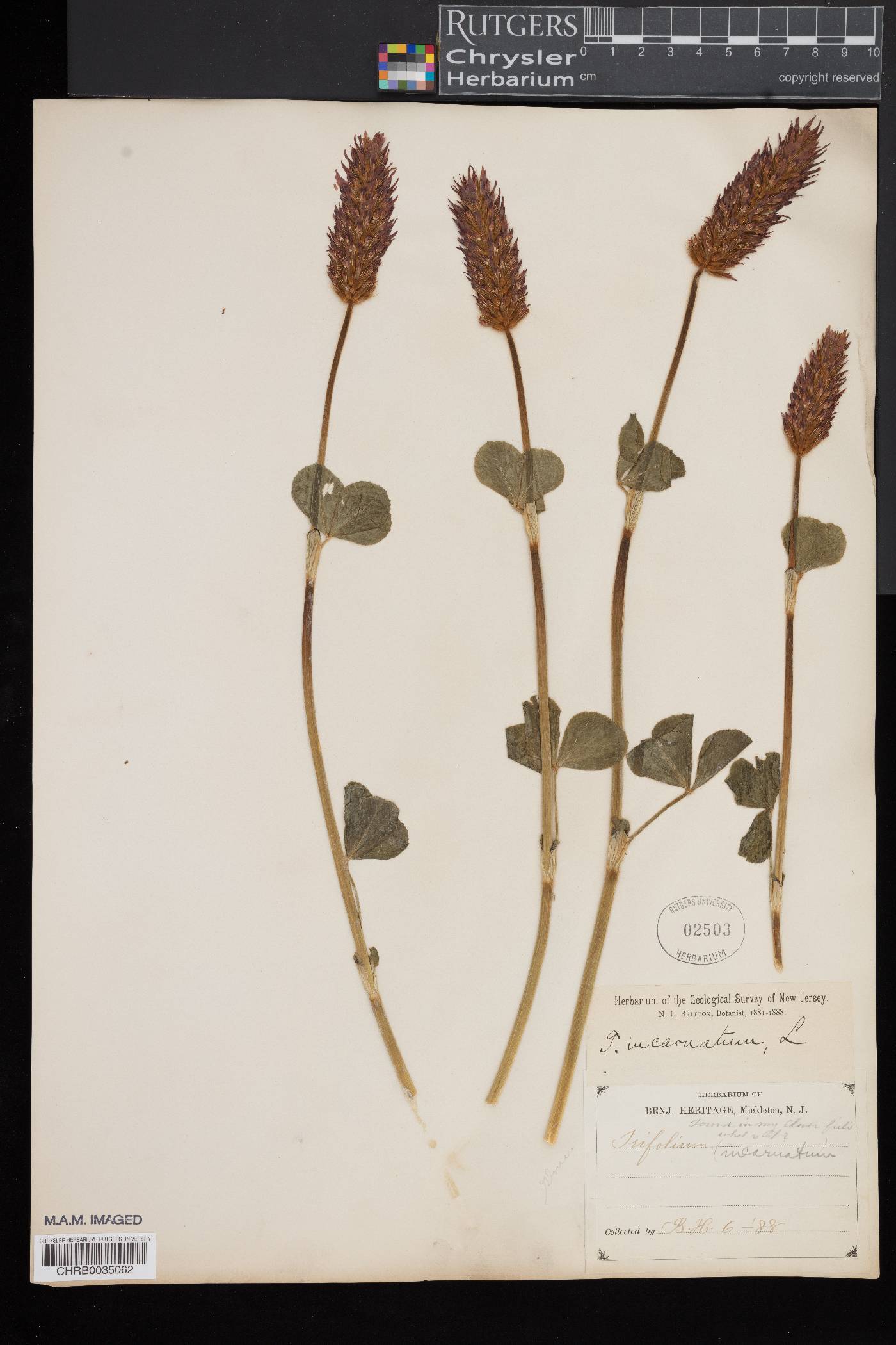 Trifolium incarnatum image