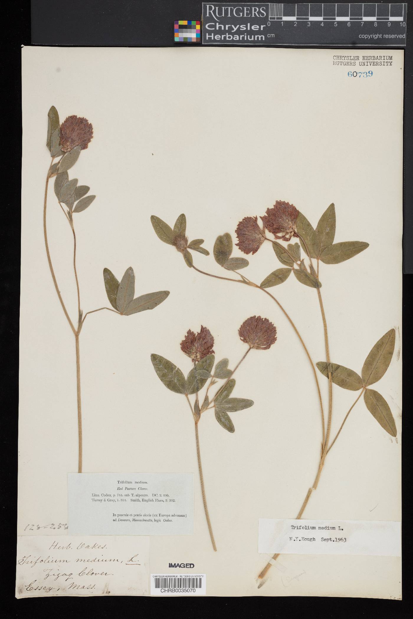 Trifolium medium image