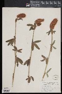 Image of Trifolium rubens
