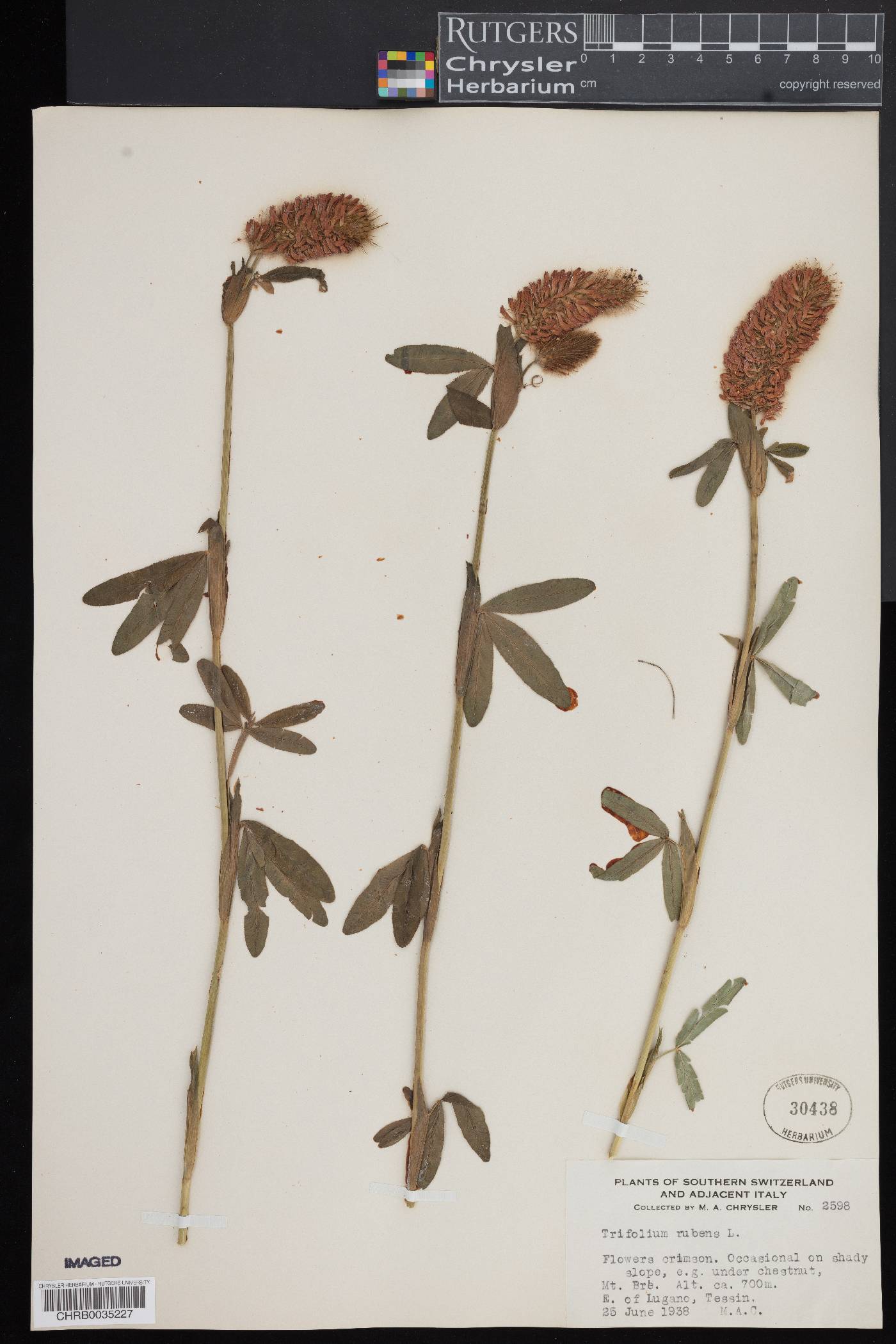 Trifolium rubens image