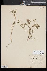 Trifolium willdenovii image