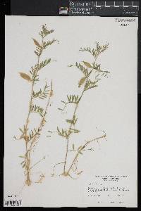 Vicia lutea image