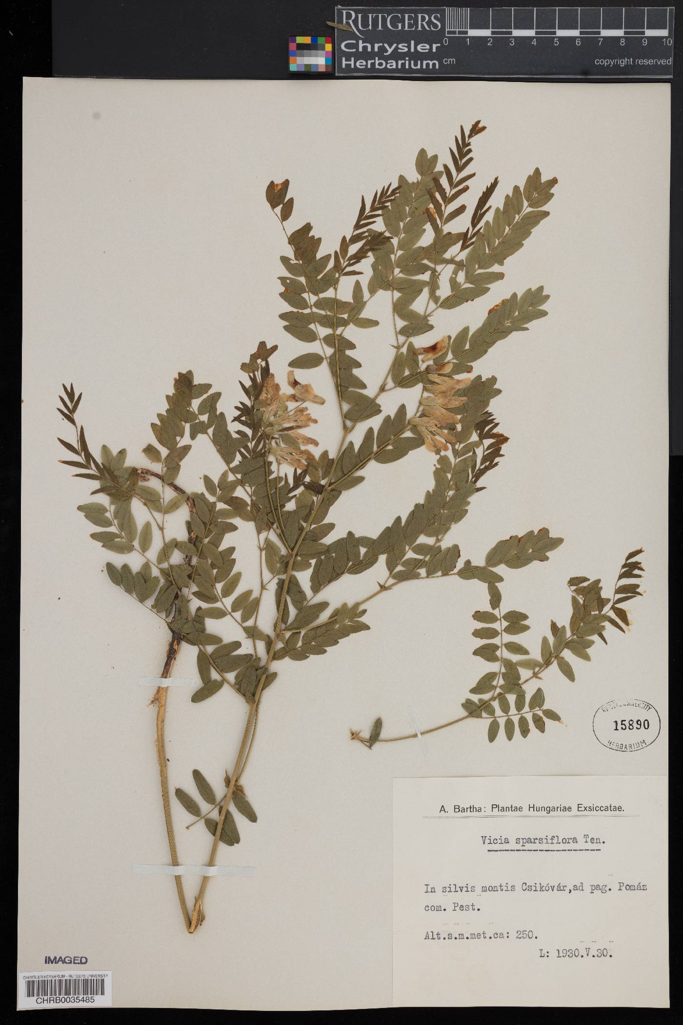 Vicia sparsiflora image