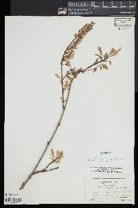 Wisteria frutescens image