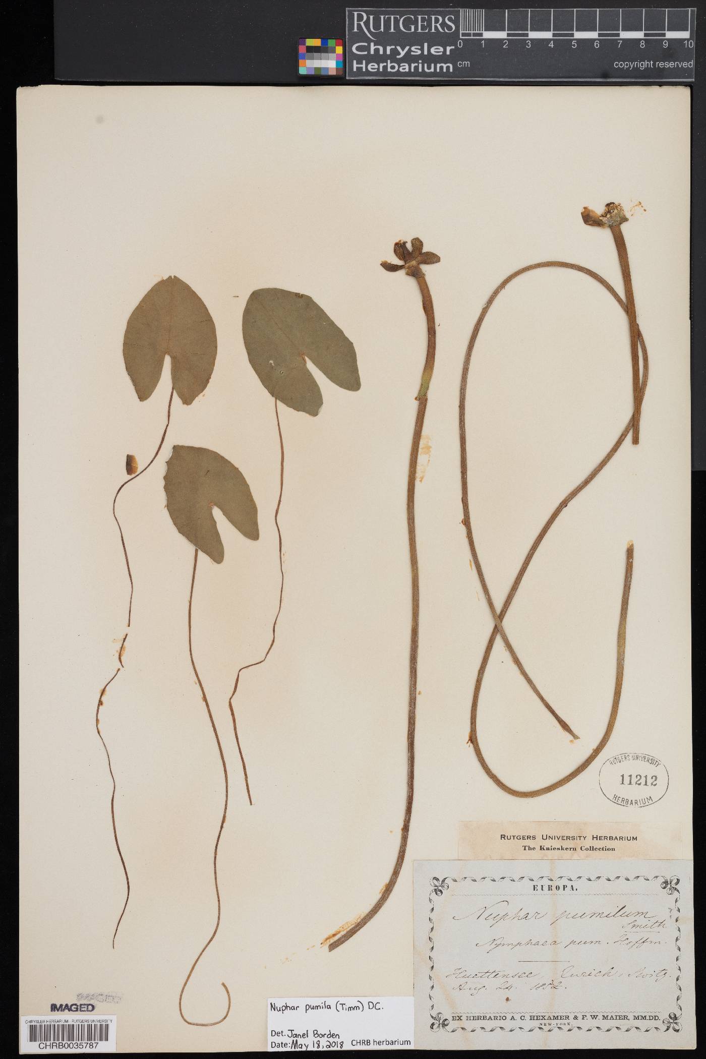 Nuphar pumila image