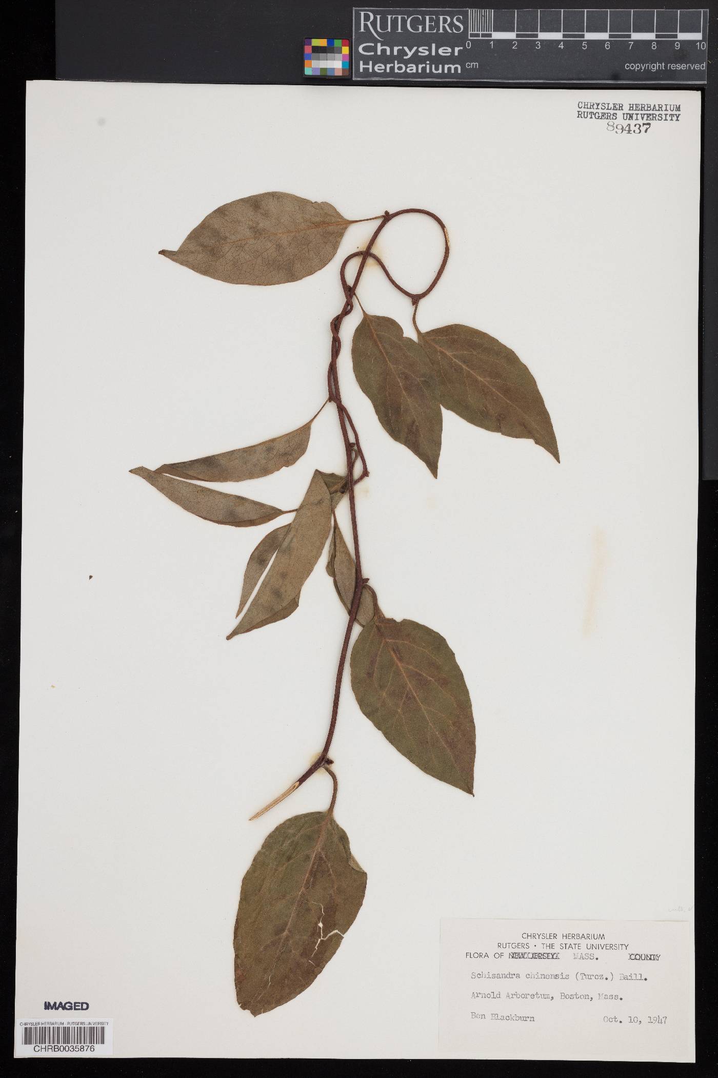 Schisandra chinensis image