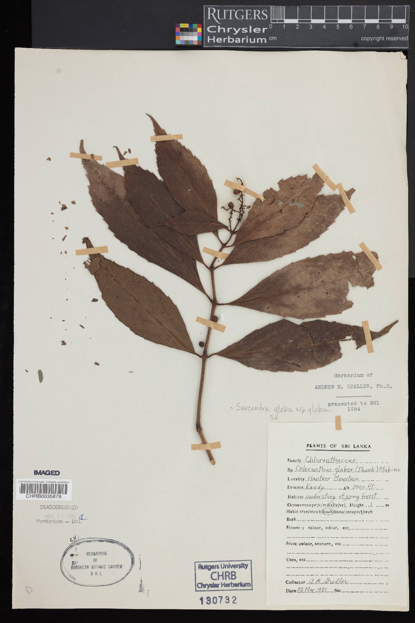 Sarcandra glabra subsp. glabra image