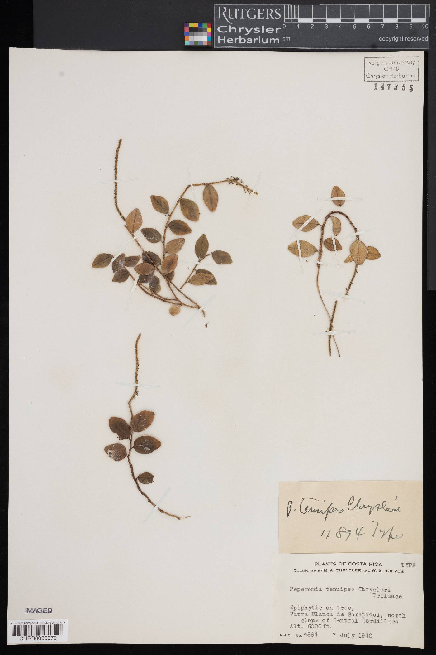 Peperomia tenuipes image