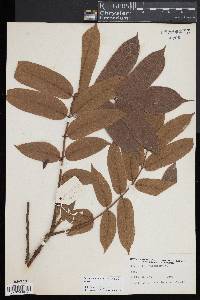Image of Pycnanthus angolensis