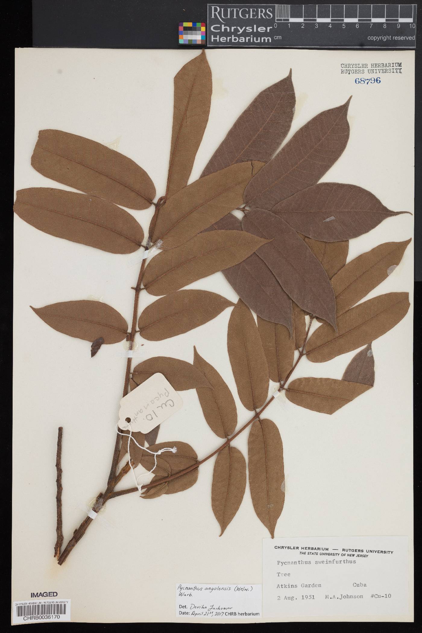 Pycnanthus angolensis image