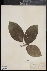 Magnolia acuminata image