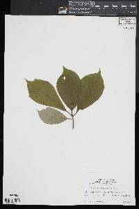 Magnolia acuminata image