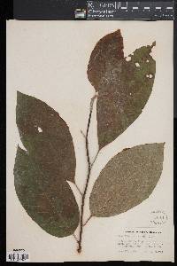 Magnolia acuminata image