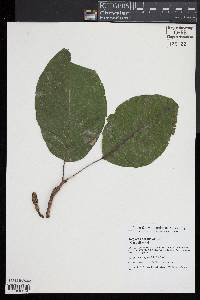 Magnolia acuminata image