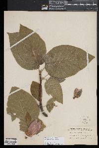 Magnolia acuminata image