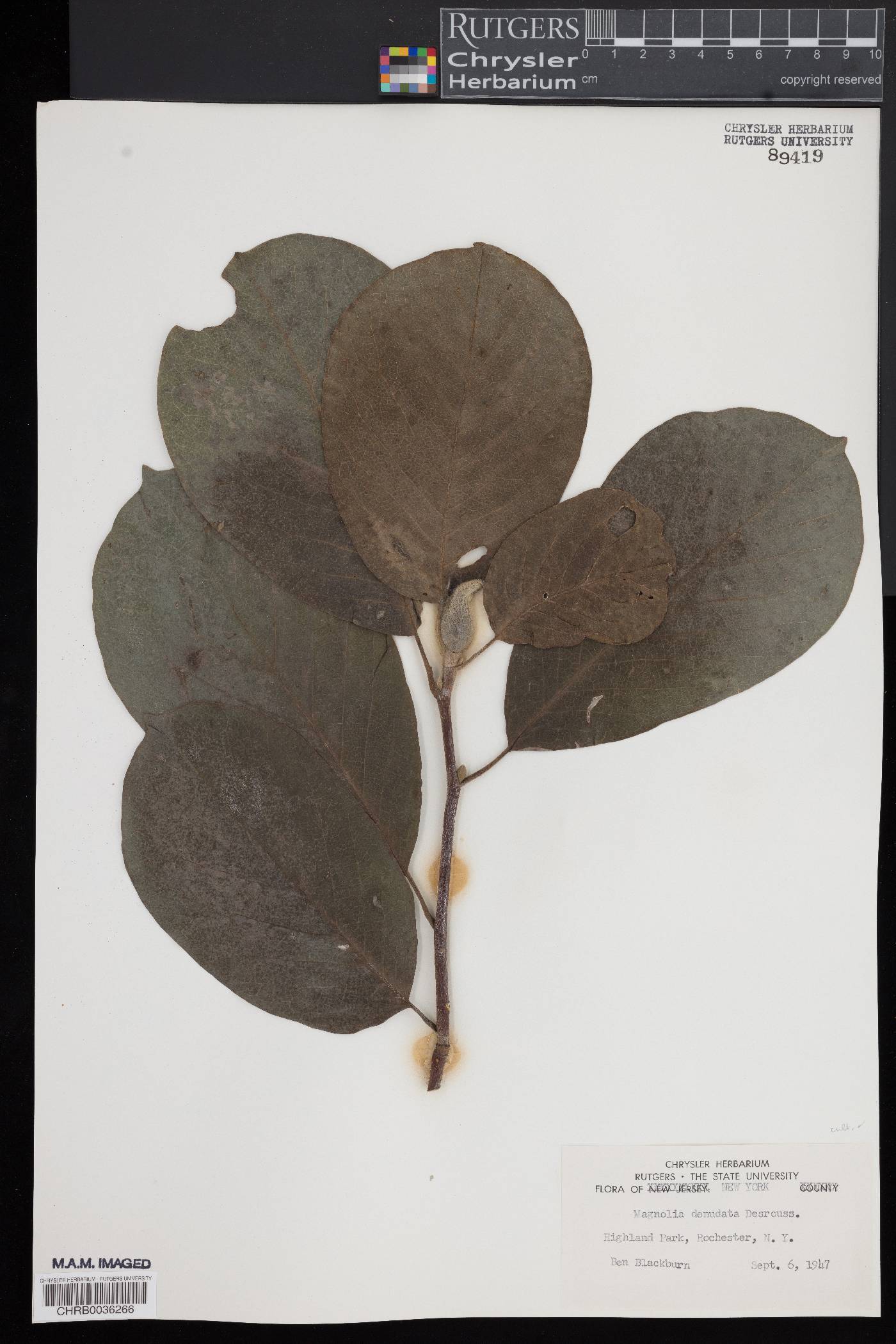 Magnolia denudata image