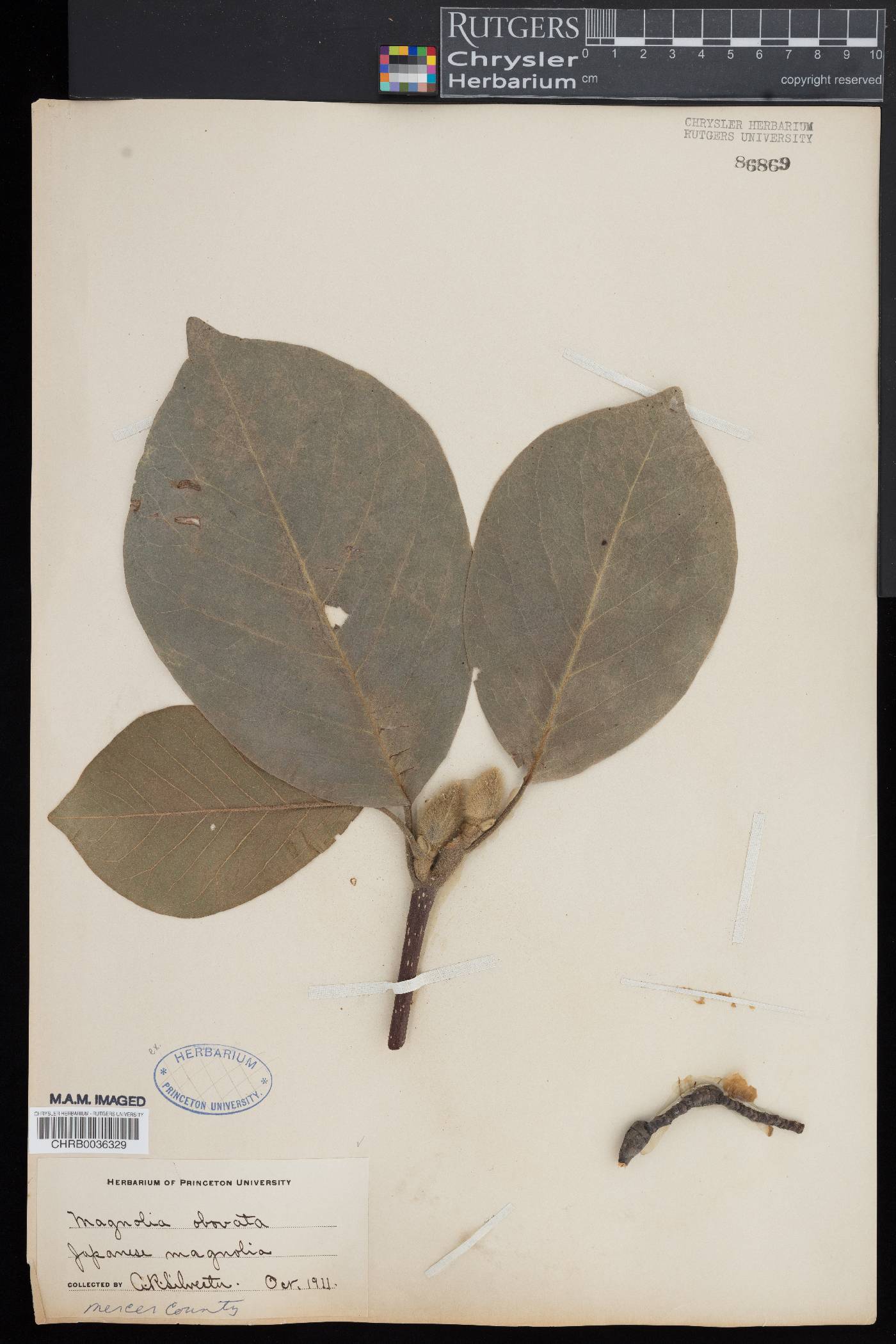 Magnolia obovata image