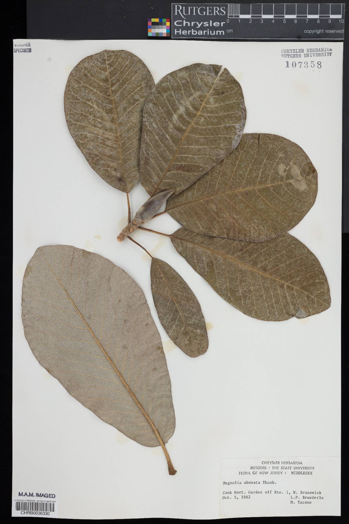 Magnolia obovata image