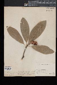 Magnolia virginiana image