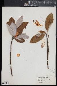 Magnolia virginiana image