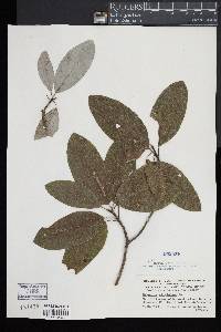 Magnolia virginiana image